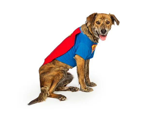 Sabueso perro usando traje de superhéroe — Foto de Stock