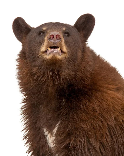 Urso preto grande cor marrom — Fotografia de Stock