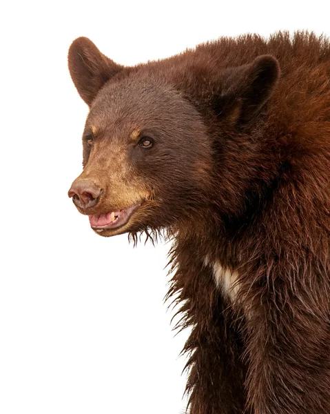 Urso preto grande cor marrom — Fotografia de Stock
