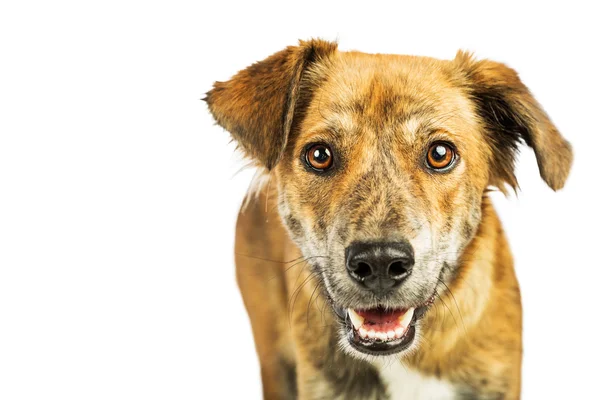 Plott Hound perro de raza mixta —  Fotos de Stock