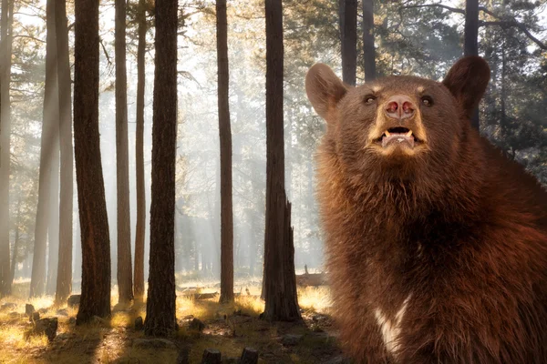 Чорний ведмідь у густому лісі — стокове фото