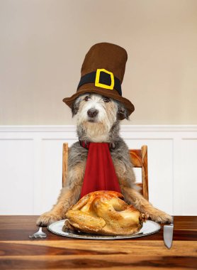 Hacı şapkası takan bir köpeğin Şükran Günü hindisini oyduğu komik bir fotoğraf.