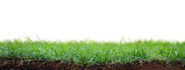 Patch of fresh green grass sod planted with angle showing roots in dirt and copy space in white background. clipart