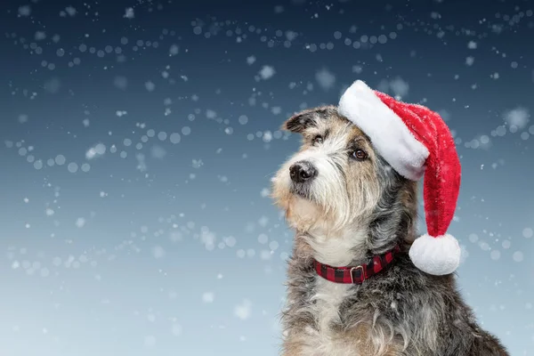 Niedliche Große Gemischte Schäferhund Rasse Hund Weint Weihnachten Weihnachtsmann Hut — Stockfoto