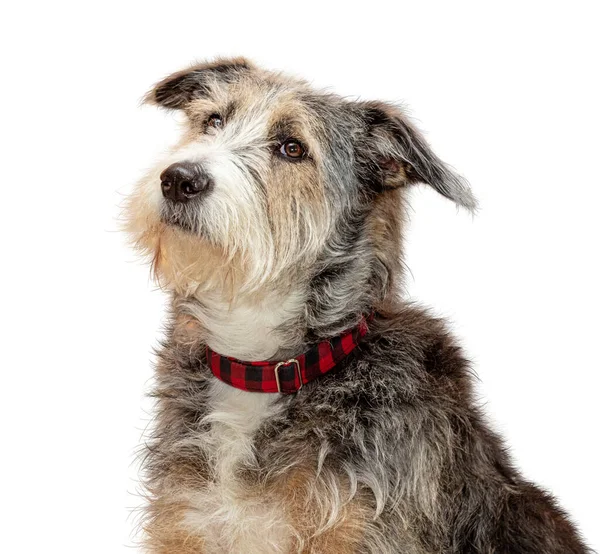 Closeup Profile Cute Mixed Large Sheepdog Breed Dog Looking Isolated — Stock Photo, Image