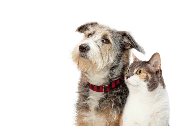 Lindos Amigos Gato Perro Juntos Aislado Sobre Blanco — Foto de Stock