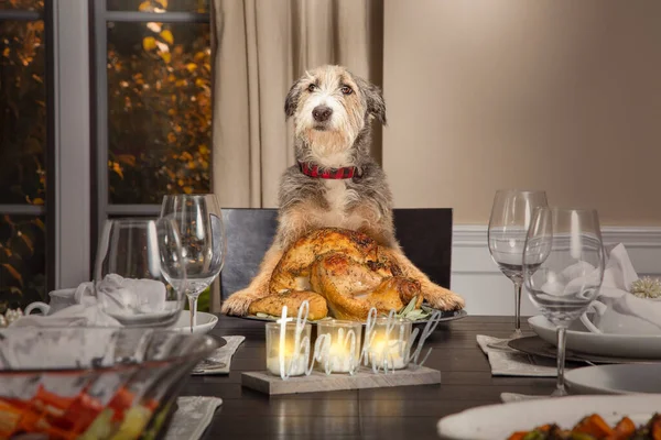 Funny Dog Sitting Head Formal Dining Table Serving Thanksgiving Turkey — Stock Photo, Image