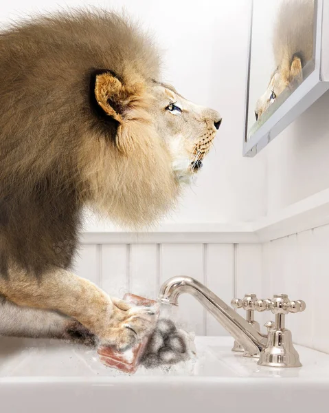 Banyoda Aynaya Bakarken Patilerinden Mikrop Temizleyen Bir Erkek Aslanın Komik — Stok fotoğraf