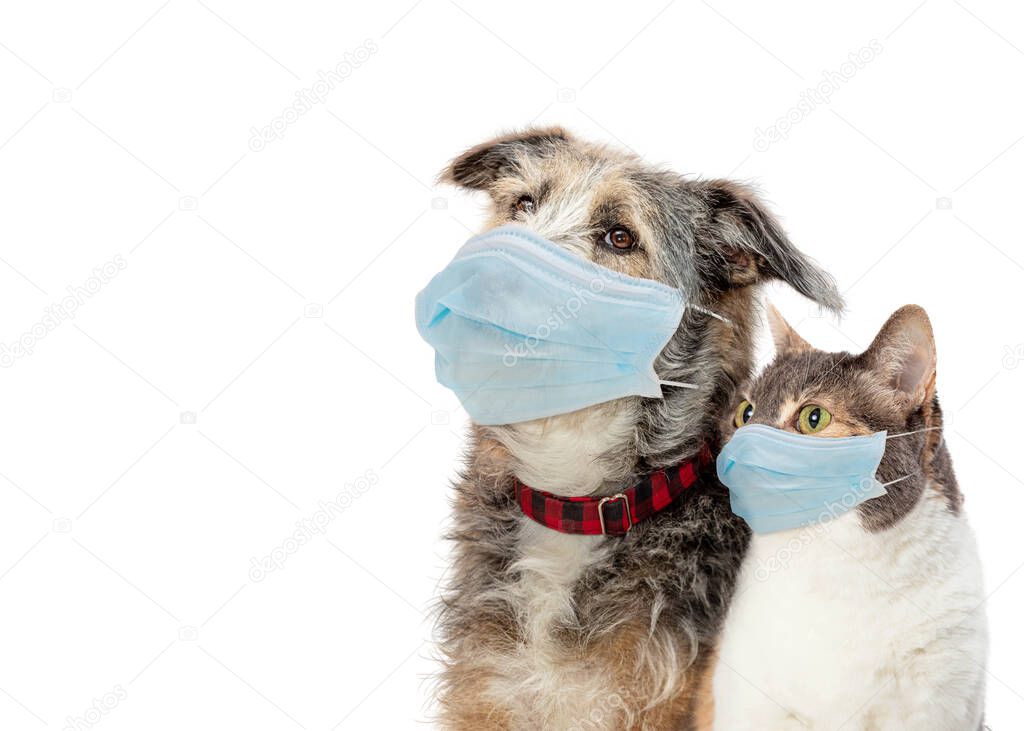 Dog and cat together wearing blue face masks to protect from Coronavirus COVID-19 virus bacteria transmission.