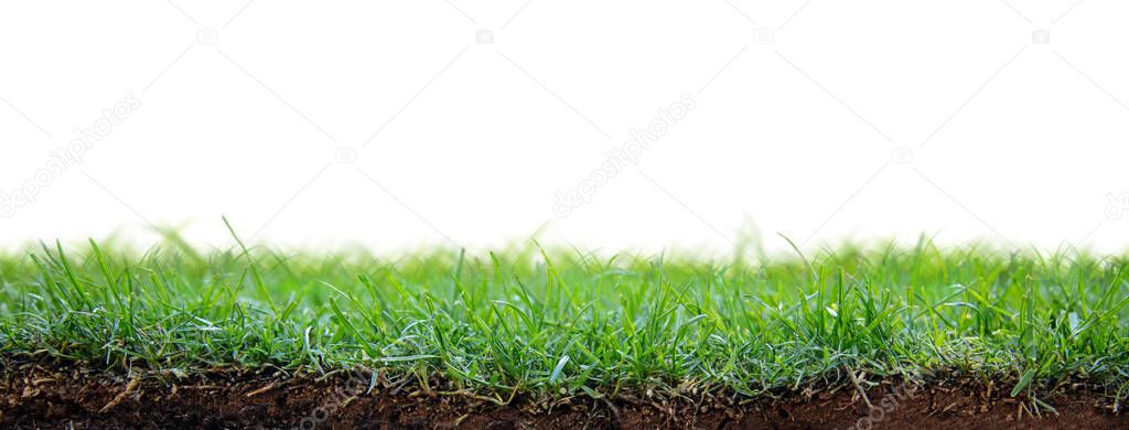 Patch of fresh green grass sod planted with angle showing roots in dirt and copy space in white background.