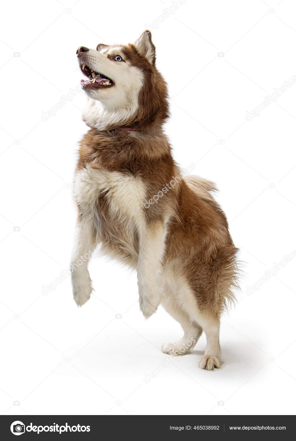 Funny Large Alaskan Malamute Brown White Dog Standing Hind Legs