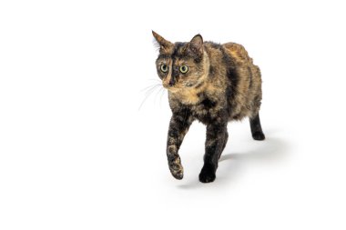 Genç bir torbie kedisi öne doğru yürüyor ön pençeleri havada