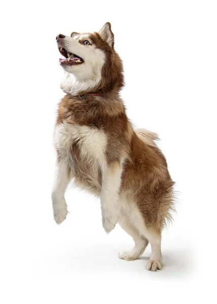 Engraçado Grande Alasca Malamute Marrom Branco Cão Patas Traseiras Dançando — Fotografia de Stock