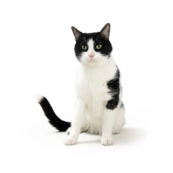 Pretty Adult Black White Cat Sitting White Looking Forward — Stock Photo, Image