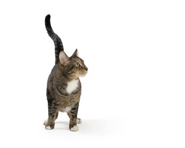 Genç tekir kedi beyaz üzerinde duruyor, tuhaf bir ifadeyle başını yana çeviriyor..