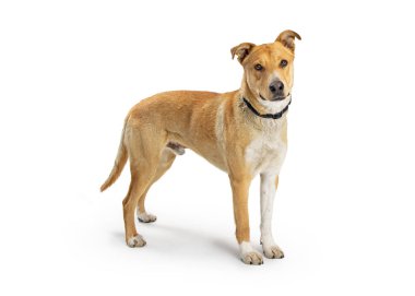 Beyaz arka planda duran sevimli, büyük, melez çoban köpeği..