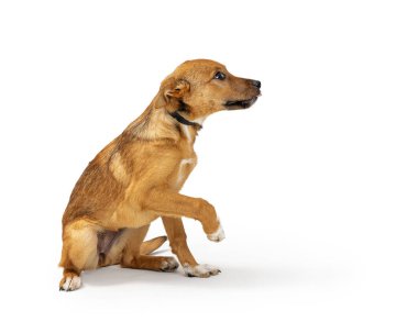 Şirin, genç, melez, orta boy, sarı köpek yavrusu oturuyor ve dilini sallamak ve dışarı çıkarmak için patisini kaldırıyor.