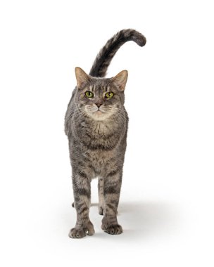 Beyaz arka planda duran sevimli gri tekir kedi yukarı bakıyor.