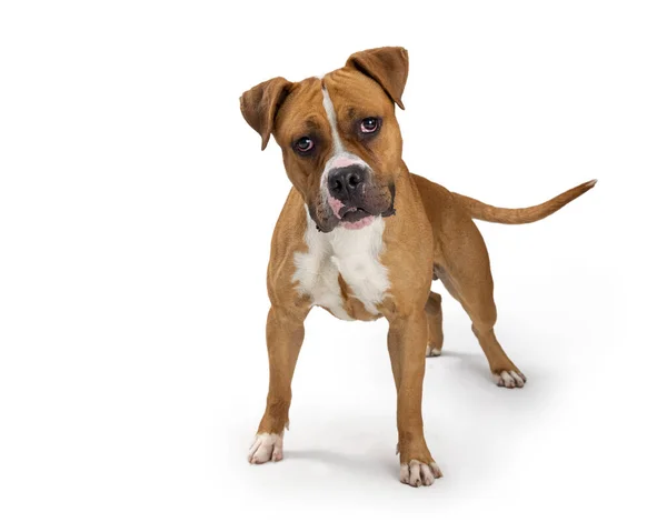Grote Boxer Pit Bull Gemengde Ras Hond Staan Witte Kantelende — Stockfoto