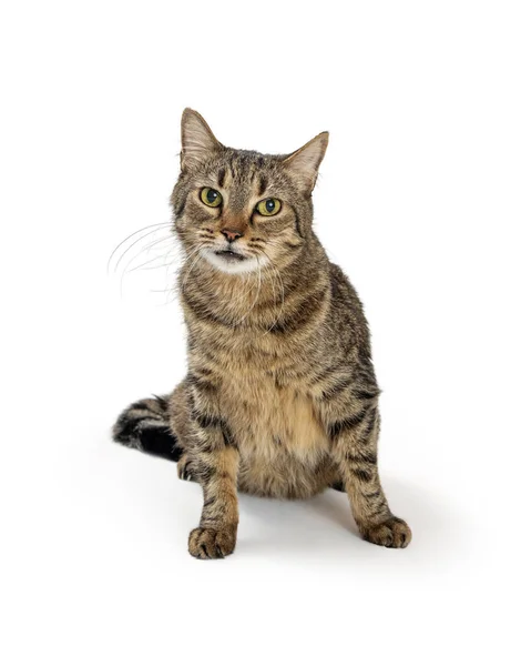 Pretty Brown Black Tabby Cat Sitting White Looking Forward Camera — Stock Photo, Image