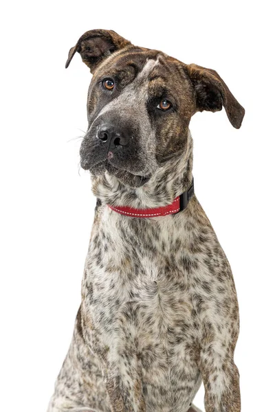 Grande Misto Grande Raça Cão Olhando Para Frente Para Câmera — Fotografia de Stock