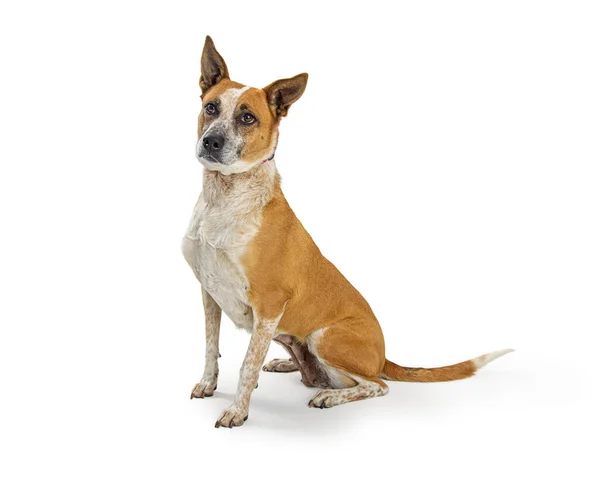 Gemengde Ras Vee Hond Roodteken Coonhound Zittend Wit — Stockfoto