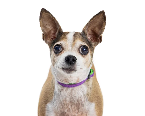 Schattige Chihuahua Kruising Hond Met Paarse Halsband Naar Voren Kijkend — Stockfoto