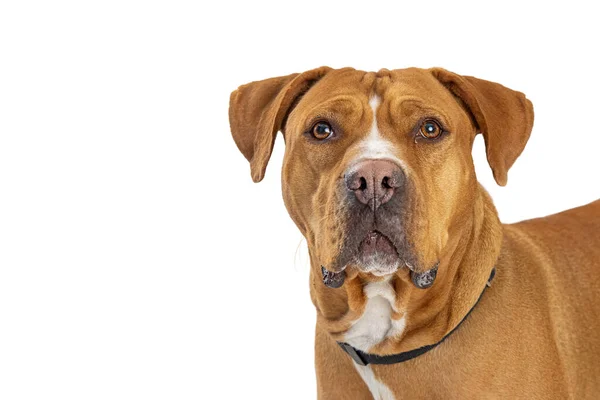 Closeup Large Mastiff Pit Bull Crossbreed Dog Looking Forward White — Stock Photo, Image