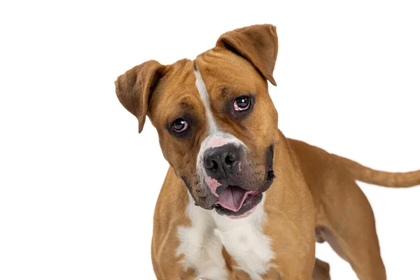 Close Foto Van Een Grote Gemengde Boxer Pit Bull Ras — Stockfoto