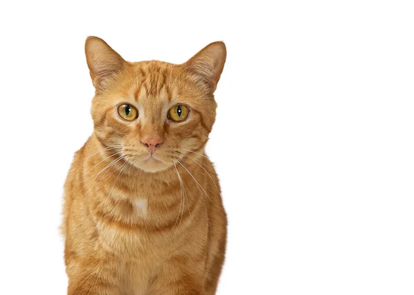 一只漂亮的橙色胖胖的猫的特写镜头 在白色的背景下向前看 — 图库照片