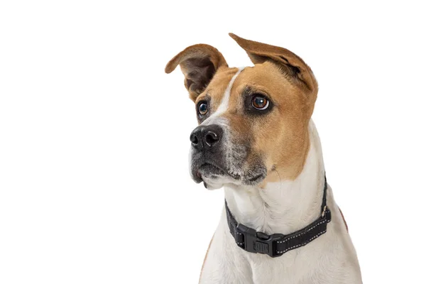 Nahaufnahme Eines Rehkitz Weißen Boxer Mischlingshundes Der Aufmerksam Zur Seite — Stockfoto