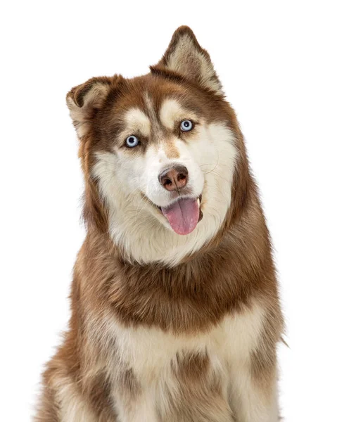 幸せそうな笑顔の表情と カメラを楽しみにしている舌で大きなアラスカ マラムートの犬の写真を閉じます — ストック写真