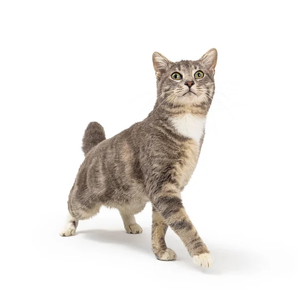 Young Grey Tabby Cat Extending Front Leg Walk Forward While — Stock Photo, Image