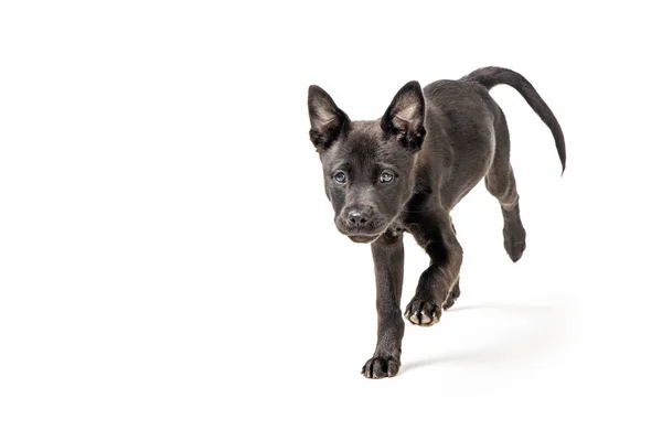 Lindo Joven Negro Labrador Retriever Perro Cruzado Corriendo Rápido Hacia —  Fotos de Stock