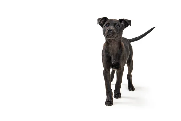 Anjing Muda Labrador Hitam Berjalan Maju Atas Latar Belakang Putih — Stok Foto