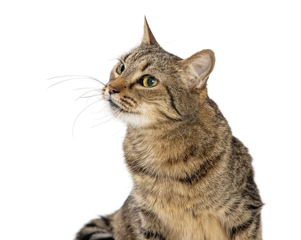Cute Młody Brązowy Czarny Tabby Kot Obracając Głowę Patrząc Górę — Zdjęcie stockowe