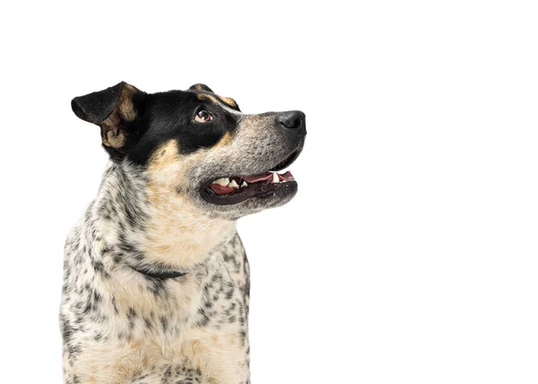 Feliz Perro Raza Mixta Grande Ganado Girando Cabeza Mirando Hacia — Foto de Stock