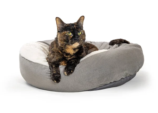 Pretty Orange Black Torbie Cat Lying Comfortable Luxury Pet Bed — Stock Photo, Image