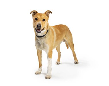 Büyük melez çoban köpeği mutlu ve gülümseyen bir ifadeyle beyazın üzerinde duruyor ve ileriye bakıyor..