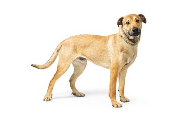 Orta büyüklükte, melez bir çoban köpeği. Kameraya doğru bakıyor.