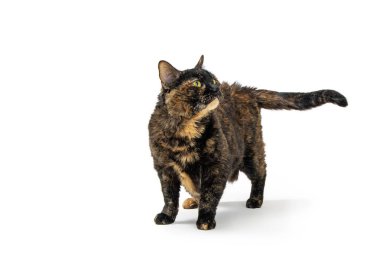 Güzel turuncu ve siyah torbili kedi beyaz bir kafanın üstünde duruyor.