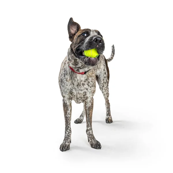 Divertido Perro Cruzado Grande Jugando Buscar Con Pelota Tenis Boca — Foto de Stock