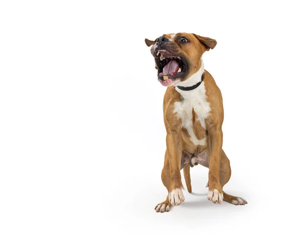Αστεία Φωτογραφία Ενός Μεγάλου Σκύλου Boxer Άλμα Μέχρι Στόμα Ορθάνοιχτο — Φωτογραφία Αρχείου