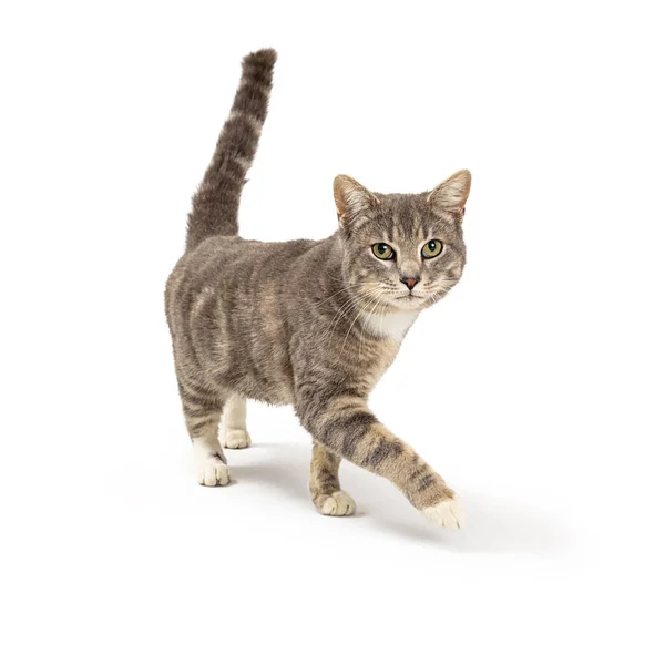 Beautiful Young Grey Tabby Cat Walking Forward White Background Looking — Stock Photo, Image