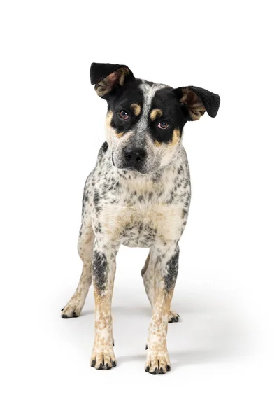 Mixed Cattle Breed Dog Standing Facing Forward Looking Camera — Stock Photo, Image