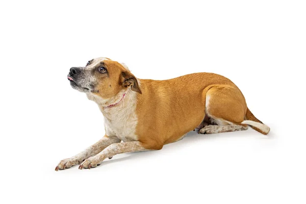 Scared Shy Rescue Dog Lying Cowering Body Language Sticking Tongue — Stock Photo, Image