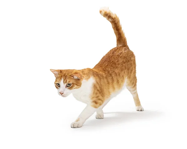 Mladá Kočka Oranžovými Tabby Značkami Obrácenými Stranu Kráčející Vpřed — Stock fotografie