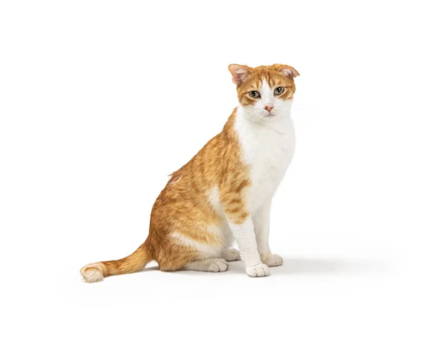 stock image Young domestic cat with white fur and orange tabby markings sitting facing side and looking forward