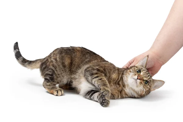 Φιλική Γάτα Tabby Παρηγορείται Από Χέρι Ενός Ατόμου Χάιδεμα Και — Φωτογραφία Αρχείου