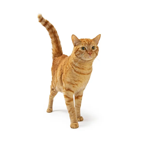 Całkiem Dorosły Pomarańczowy Tabby Kot Idzie Przodu Białym Tle — Zdjęcie stockowe